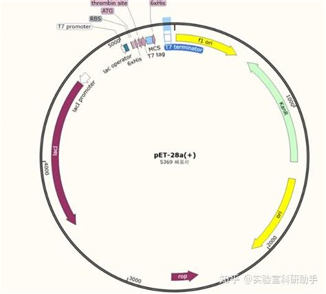 实验技能分享载体构建及原核表达 知乎