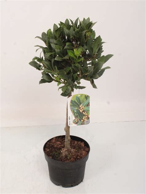 Laurus Nobilis Laurier Bol Op Stam Potmaat 17 Cm Planthoogte 65