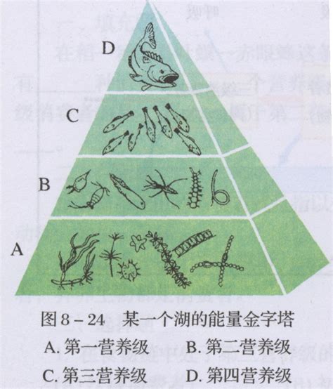 能量金字塔 360百科