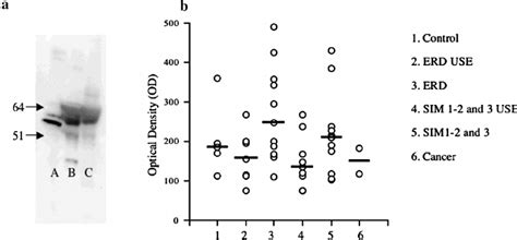 Western Blot Analysis Of The Par 2 Receptor Protein In Human Esophageal Download Scientific