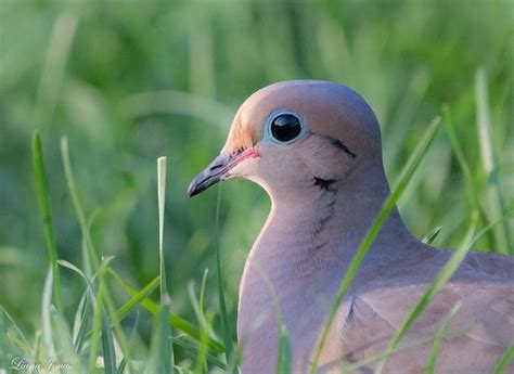 What Does a Mourning Dove Call Sound Like? - Birds and Blooms