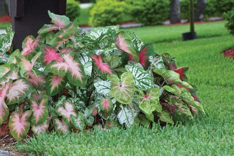 Caladiums Are Extremely Easy To Grow And Look Wonderful In Landscaping