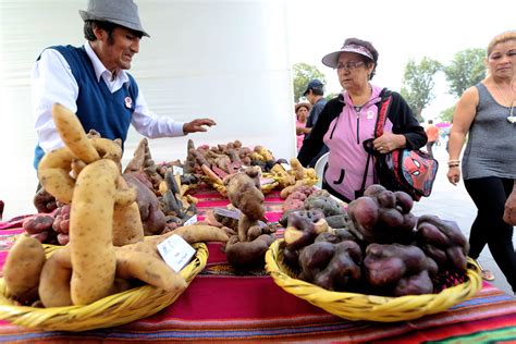 El Perú Entre Los 15 Principales Productores De Papa En El Mundo Inforegion