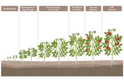 Stages of a tomato plant | Tomato plants, Growing tomato plants ...