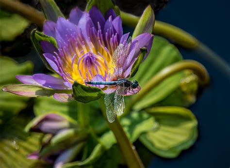 One Dragonfly Can Consume S Of Mosquitoes Per Day Here Are