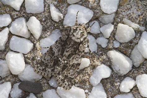 Poplar Grey Acronicta Megacephala At WWT Llanelli Wayne Withers