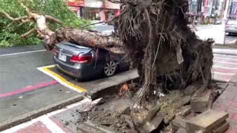 高雄路樹連根拔起 打中路邊轎車