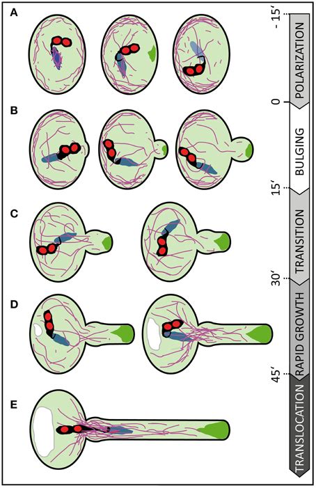 Frontiers Knockin On Pollen S Door Live Cell Imaging Of Early