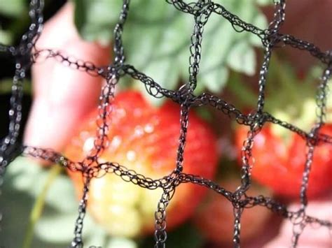 Protección eficaz de las fresas contra las aves consejos y soluciones