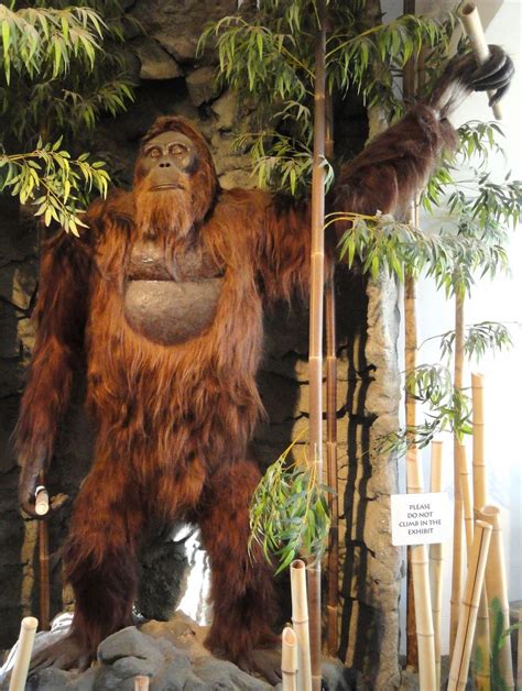 Gigantopithecus blacki: Why Earth's largest ape went extinct | Live Science