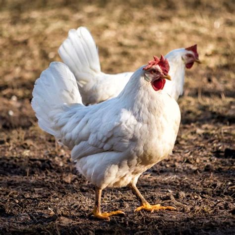 How To Feed Oyster Shells To Chickens Preparation And Benefits Chicken And Chicks Info