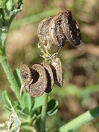 Alfalfa - Wikipedia