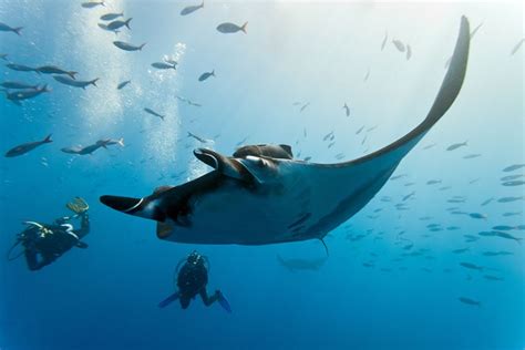 The 12 Best Places To Dive With Manta Rays Dive Magazine