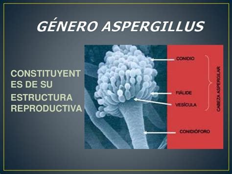 Género Aspergillus