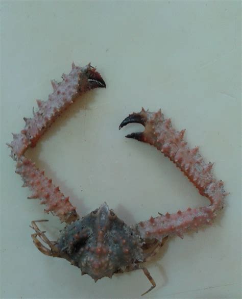 Hi, Can anyone help me identify this three crab species ? | ResearchGate