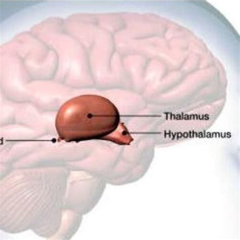 Location of the Thalamus in the Brain. | Download Scientific Diagram