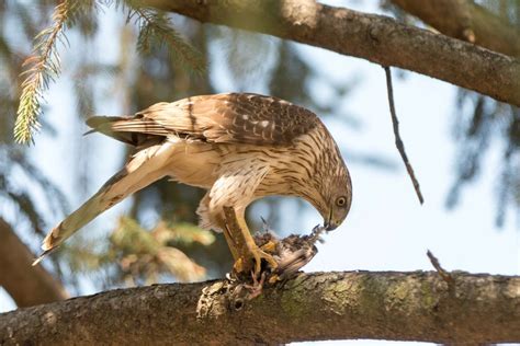 Types Of Hawks In Michigan With Pictures Sounds Birdjoy