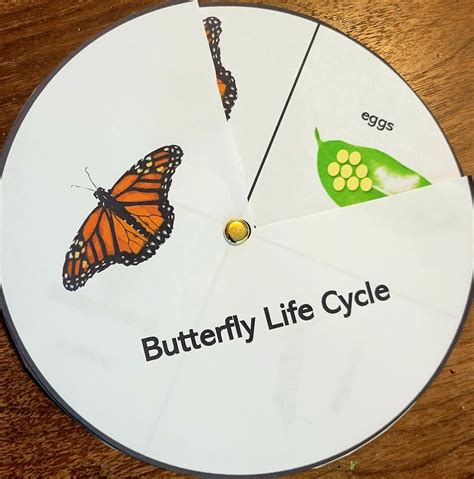 Life Cycle Of Butterfly Craft Life Cycle Of Butterfly Spinning Wheel