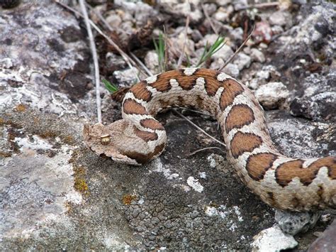 Vipera ammodytes - Nose-horned Viper | Galicica