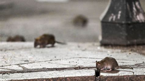 Chicago Takes Top Spot Ahead Of 9 Other Democrat Run Cities On List Of Americas Most Rat