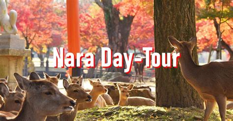 From Osaka Hour Private Customized Tour To Nara Getyourguide