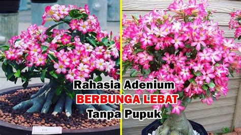 Begini Rahasia Adenium Berbunga Lebat Youtube