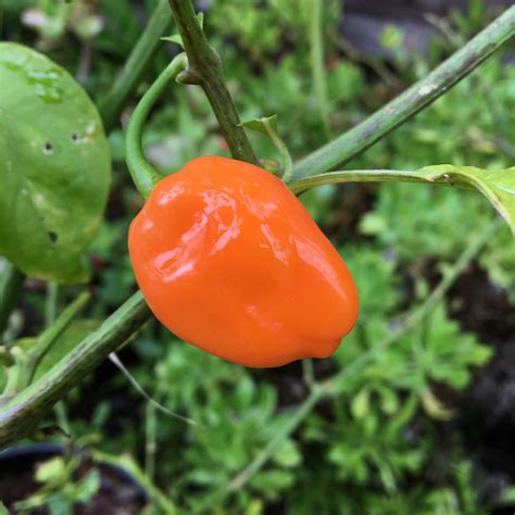 Orange Habanero Pepper Seeds Tyler Farms