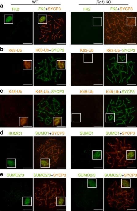 Regulation Of The Dna Damage Response On Male Meiotic Sex Chromosomes