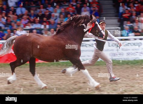 Welsh Cob Competition Royal Welsh Show Builth Wells Stock Photo Alamy