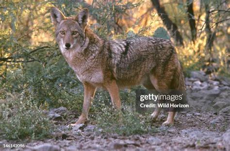 1,216 Coyote Desert Stock Photos, High-Res Pictures, and Images - Getty ...