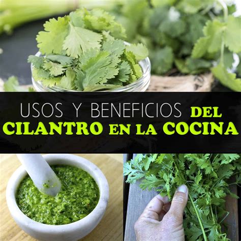 Usos Del Cilantro En La Cocina Y Qué Beneficios Tiene Para Tu Salud