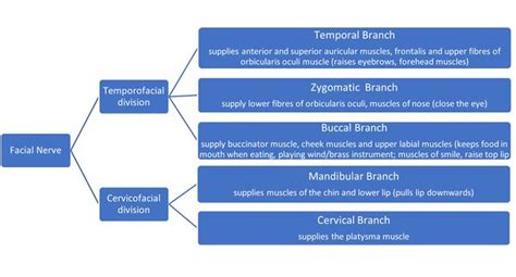 Introduction to the Facial Nerve - Physiopedia