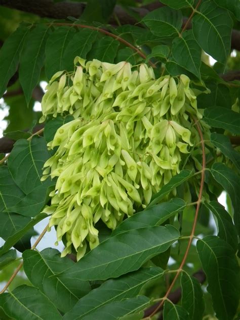 Ailanthus Altissima Images Useful Tropical Plants