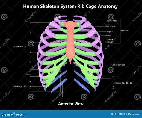 Human Skeleton System Rib Cage With Detailed Labels Anatomy Anterior