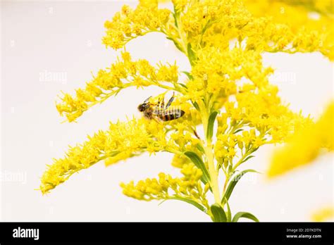 Indian Honey Bee Hi Res Stock Photography And Images Alamy