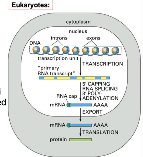 Regulation Of Gene Expression In Eukaryotes Chapter 17 Flashcards Quizlet