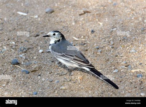 Motacilla Alba Dukhunensis Hi Res Stock Photography And Images Alamy