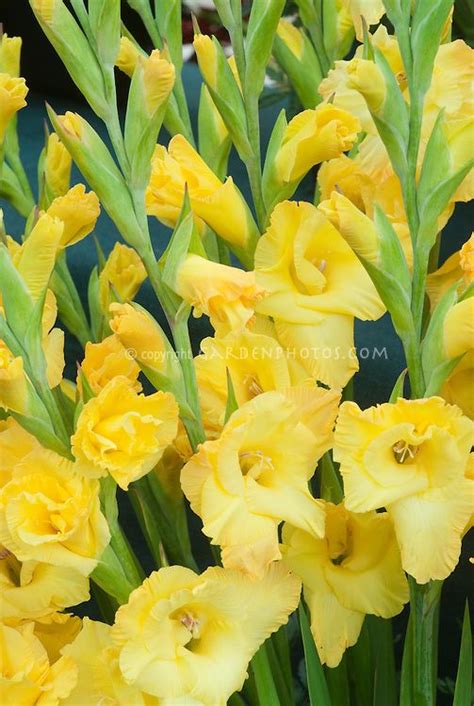 Gladiolus Jester Gold Summer Flowering Bulb In Yellow Blooms Birth