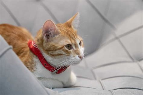 Gato Europeo Común El Más Popular Razas De Gatos Smylepets