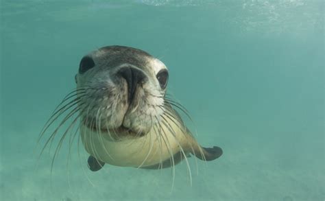 Are Sea Lions Dangerous To Humans Interesting Facts