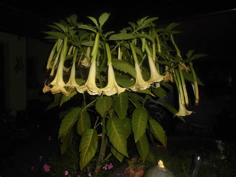 Trumpet Plant White - Free photo on Pixabay - Pixabay