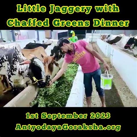 01 Sept 2023 Jaggery Green Grass Dinner YouTube