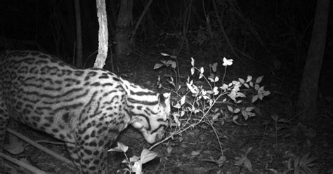 Hallaron Un Felino Que Se Pensaba Extinto En Corrientes Infobae