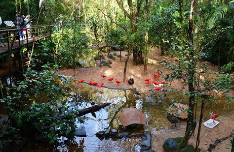 Passeio No Parque Das Aves O Que Fazer Em Foz Do Igua U