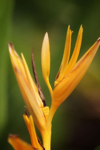 Una Flor Amarilla Con Un Tallo Largo Que Tiene Un Tallo Largo Foto