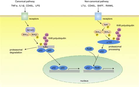 Figure From Lubac A Novel Ubiquitin Ligase For Linear Ubiquitination