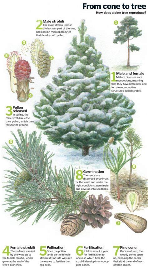 Pine Tree Life Cycle From Cone To Forest How It Works Magazine