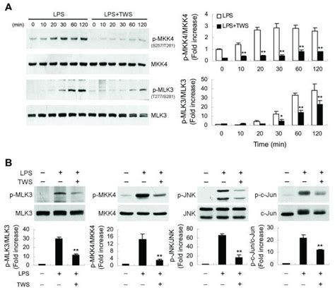 Decreased GSK 3β activity blocks MLK3 signaling BV 2 cells A or