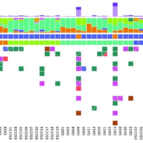 Whole Exome Sequence Of Ogitc With Tumor Mutational Burden Tmb And