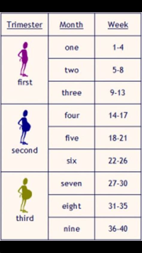 Pregnancy Calendar Weeks To Months Jacki Rhodia